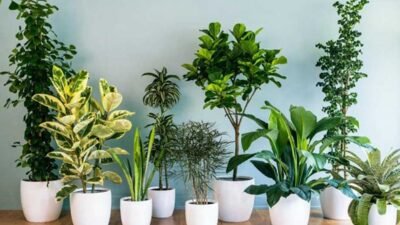 Top 5 Low-Maintenance Plants to Gift for Busy Individuals