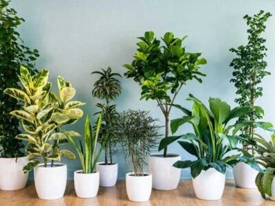 Top 5 Low-Maintenance Plants to Gift for Busy Individuals