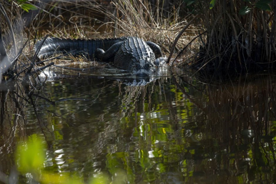 Wildlife Spotting on the Amazon